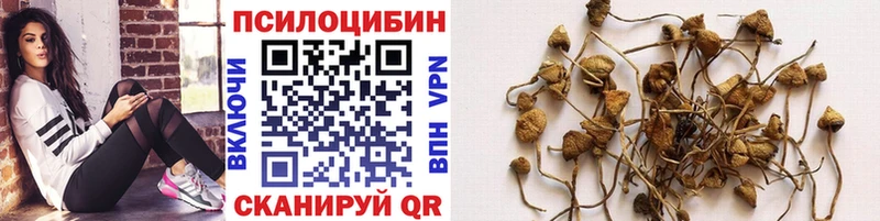 где найти наркотики  Звенигово  Галлюциногенные грибы GOLDEN TEACHER 